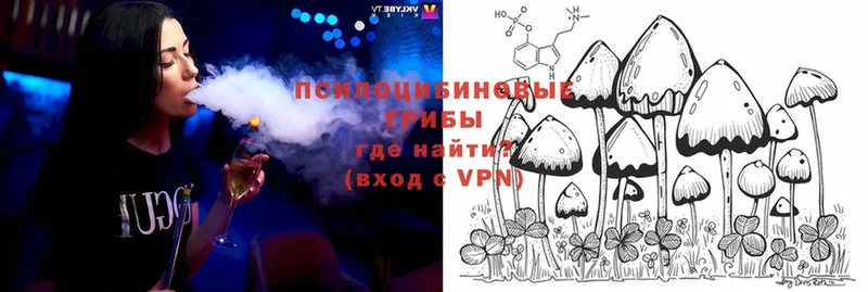 Галлюциногенные грибы Psilocybe  купить наркоту  Баксан 